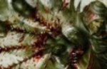 Soul Sacrifice Delta announced for PlayStation Vita