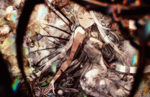 Square Enix announces Bravely Default: Brilliant Lights for mobile devices